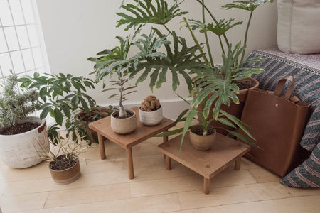 Yucca Stand Low - Sun at Six